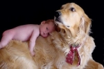 Perros y Bebes