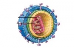 Descifrado el gen que hace inmune al sida en los individuos resistentes