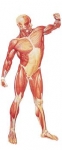 El músculo II. Sus funciones