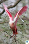 Observación de Aves en Costa Rica: La Espatula Rosada