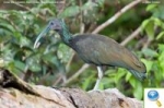 Observación De Aves En Costa Rica: El Ibis Verde