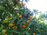 Naranjas y mandarinas online