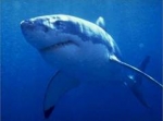 ¿Cuánto puede sumergirse un Gran tiburón blanco?