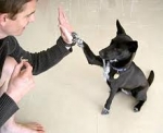 Entrenar Perro-Cinco Pasos Para Jugar y Enseñar a Su Perro Un Truco Nuevo