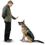  ¿ Adiestrar un perro o  Educar un Perro ?