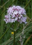 Plantas Medicinales: La Valeriana