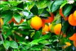 Naranjas Bio, la mejor opción para sentirnos bien por dentro y por fuera