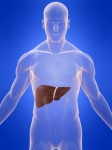 Salud Natural y Cuidados para el Hígado: Organo Vital.