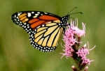 La Metamorfosis de la Mariposa Monarca