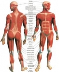 Músculos del cuerpo