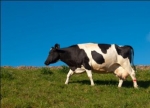 Clonan vaca para que produzca leche similar a la humana maternizada