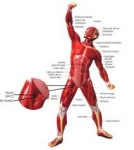 Músculos cuerpo humano