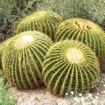 Los cactus maravillas de la naturaleza