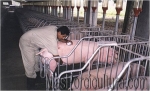 En la porcicultura actual hay que tomar en cuenta las condiciones ambientales en gestación