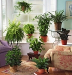 Plantas ornamentales y apuestas atrevidas en el interiorismo de tu hogar