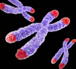 El acortamiento de los telómeros podría predisponer al cáncer