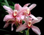 1.Historia de las orquideas - introduccion a su cultivo