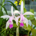 2.Clasificacion de las orquídeas