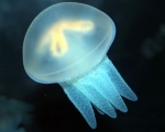Curiosidades sobre las medusas