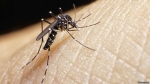 Argentina sorprende por sus medidas contra el virus del zika