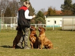 Diferencias entre adiestrador de perros etólogo y educador canino