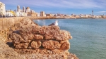 Cosas que poder ver en Cádiz