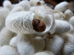 La seda del gusano koishimaru, un referente en el mundo de la cosmética