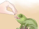 Cómo cuidar a un camaleón