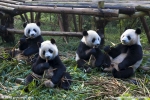 ¿Realmente entiendes los pandas gigantes