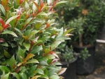 Cuidados de la planta eugenia (Eugenia myrtifolia )