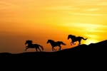 ¿Cuál es la raza de caballo más rápida?