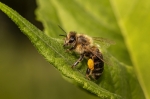 Los beneficios de la miel como edulcorante natural