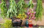 Plantas Medicinales: Tesoros de la Naturaleza para la Salud